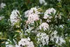 Rhododendron micranthum 'Bloombux' -R-, immergrün, 25–30 cm Produktbild-Vorschau 9