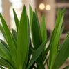 BoutiQ vert - Plante d'intérieur - Yucca elephantipes - Voir les images du produit 5