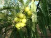 Amla Jasmine Haaröl, 200 ml Produktbild-Vorschau 15