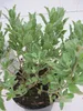 Cistus pulverulentus - Zistrose pulverulentus 25-30 Produktbild-Vorschau 3