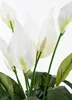 Spathiphyllum - Vert, Blanc Voir les images du produit 7