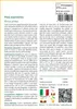 SAFLAX  - Pino marittimo - 6 semi - Pinus Anteprima dell’immagine prodotto 3