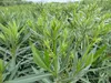 Oleander  100 - 120 cm Busch Nerium Krone Ø50-60cm Produktbild-Vorschau 4