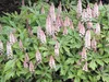 Stauden Gänge 3 x Tiarella Hybride 'Pink Skyrocket' - Produktbild-Vorschau 3