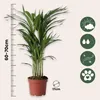 Areka - Dypsis lutescens - Wysokość 60-70cm - ⌀17cm Podgląd zdjęcia produktu 2
