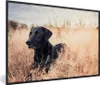MuchoWow® Gerahmtes Poster Ein Labrador Retriever liegt im Produktbild-Vorschau 1