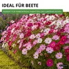 Cosmea Schmuckkörbchen Sensation Mix Samen - Cosmos Produktbild-Vorschau 6