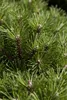Pinus mugo 'Benjamin', Bergkiefer, kompakt, 12–15 cm Produktbild-Vorschau 2
