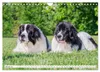 Traumhund Landseer (Wandkalender 2027 DIN A4 quer), Produktbild-Vorschau 4
