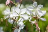 Stauden Gänge 3 x Gaura lindheimeri 'Whirling Butterflies‘ Produktbild-Vorschau 7