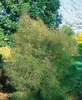 Rhamnus frangula 'Asplenifolia', Faulbaum, schmalblättrig, Produktbild-Vorschau 5