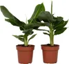 Bananaier nain - Set de 2 - Musa 'Oriental Dwarf' - Hauteur Voir les images du produit 1
