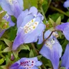 Bloomique - Mazus Reptans - Mazus rampant - Plantes de Voir les images du produit 4