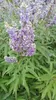 Vitex agnus-castus - Poivre du moine 60- 80 cm - conteneur Voir les images du produit 4