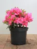 Rhododendron obtusum 'Melina', Azalee, rosa Blüten, 20–25 Produktbild-Vorschau 1