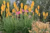 Stauden Gänge 3 x Kniphofia ‘Mango Popsicle’ - Fackellilie Produktbild-Vorschau 4