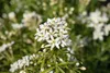 Choisya ternata 'White Dazzler', Orangenblume, weiß, 30–40 Produktbild-Vorschau 3
