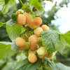 Gelbe Himbeere Golden Queen 2L Produktbild-Vorschau 4