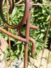 A close-up of a rusty metal garden stake with a curved hook, set against a blurred background of green foliage and gravel. Anteprima dell’immagine prodotto