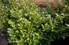Stauden Gänge 1 x Prunus laurocerasus 'Novita' - Produktbild-Vorschau 6