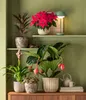 Dehner Medinille, Medinilla magnifica, rosa-farbene Blüten, Produktbild-Vorschau 5