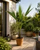 Washingtonia robusta, 100–140 cm. Mexická fächerová palma, Náhled obrázku produktu 3