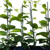 Several young plants with green leaves are supported by dark stakes against a white background. Anteprima dell’immagine prodotto
