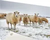 Gartenposter - 60x40 cm - Schafe in einer Winterlandschaft  Produktbild-Vorschau 1