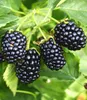 BALDUR Garten 1x Säulen-Brombeere Navaho® 'Big&Early' Produktbild-Vorschau 2