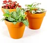 Gardners Fittonia mix, priemer 9 cm Náhľad obrázku produktu 1