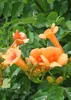 Trabka pomaranczowa - roslina ogrodowa, srednica 15cm, Podgląd zdjęcia produktu 1