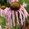 6 x Echinacée pallidée - Echinacea pallida | Pot 9cm x 9cm Voir les images du produit 1