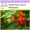 SAFLAX - Krzew Pawi / Duma Barbadosu - 10 Nasiona - Podgląd zdjęcia produktu 10