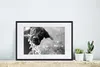 MuchoWow® Gerahmtes Poster Trinkender schwarzer Labrador - Produktbild-Vorschau 4
