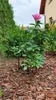Support pour plantes vivaces hauteur 70 cm - support pour Voir les images du produit 5