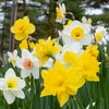 Narzissen Grosspackung Mix Blumenzwiebeln Blumenzwiebeln Produktbild-Vorschau 1