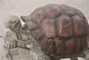 Schildkröte Sonderedition aus Steinguss für ihren Garten Produktbild-Vorschau 3