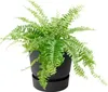 elho Greenville Easy Hanger 19.5 - Blumentopf für Balkon - Produktbild-Vorschau 8