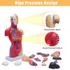 Modèle anatomique du corps humain - Mannequin - 15 pièces Voir les images du produit 6