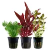 Pflanzen Set mit 3 Mittelgrund Topf Aquarium Wasserpflanzen Produktbild-Vorschau 1