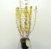 Forsythia int. 'Spectabilis' - Glycine dorée 50- 60 cm Voir les images du produit 1