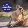 Canosept Hautpflege Spray für Hunde 250 ml Produktbild-Vorschau 2