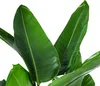 Dehner Baumstrelitzie, Strelitzia nicolai, in Hydrokultur, Produktbild-Vorschau 2