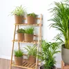Bloomique - 6er-Set - Haustierfreundliche Pflanzen - Produktbild-Vorschau 7