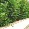 Planten van Frank | 6 bambusplanten | Fargesia rufa | Productafbeelding-voorbeeld 2