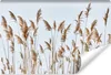 Muralo Selbstklebende Fototapete Schilf PFLANZEN Natur Produktbild-Vorschau 1