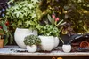A collection of potted plants on a wooden surface, with soil and gardening tools in the background. Produktbild-Vorschau