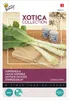 Buzzy Xotica Graines d'asperges - Environ 1 gr | Voir les images du produit 4