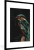 MuchoWow® MuchoWow® Gerahmtes Poster Eisvogel - Zweig - Produktbild-Vorschau 1