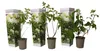 Hydrangea Paniculata 'Silver Dollar' 30-50 cm Produktbild-Vorschau 2